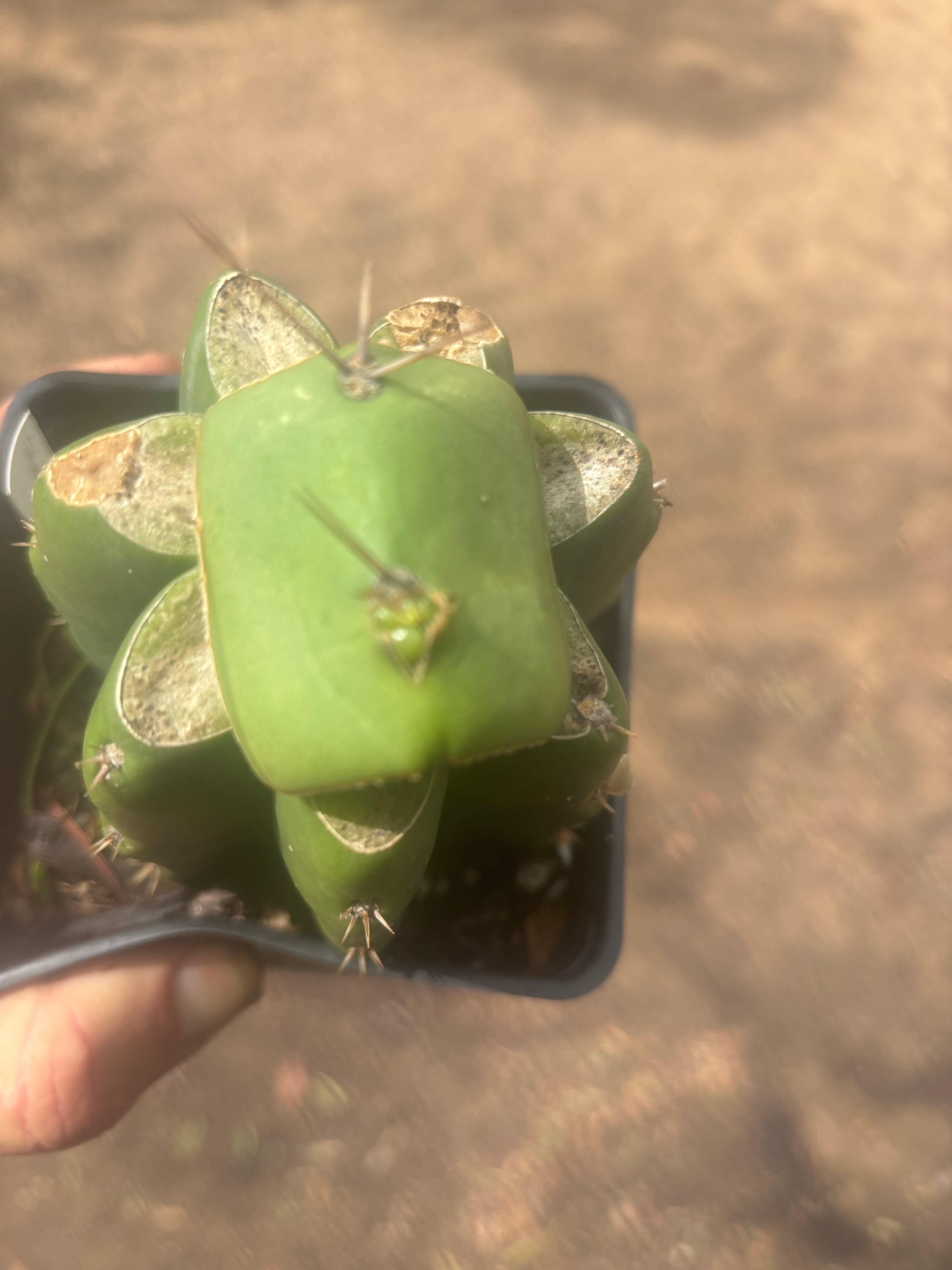 💎👑💎 Salad Fingers — Rooted Slab Graft w/ Pup Starting