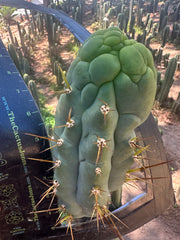 💎👑 Bruce’s Dragon — Chonky 8” Grenade