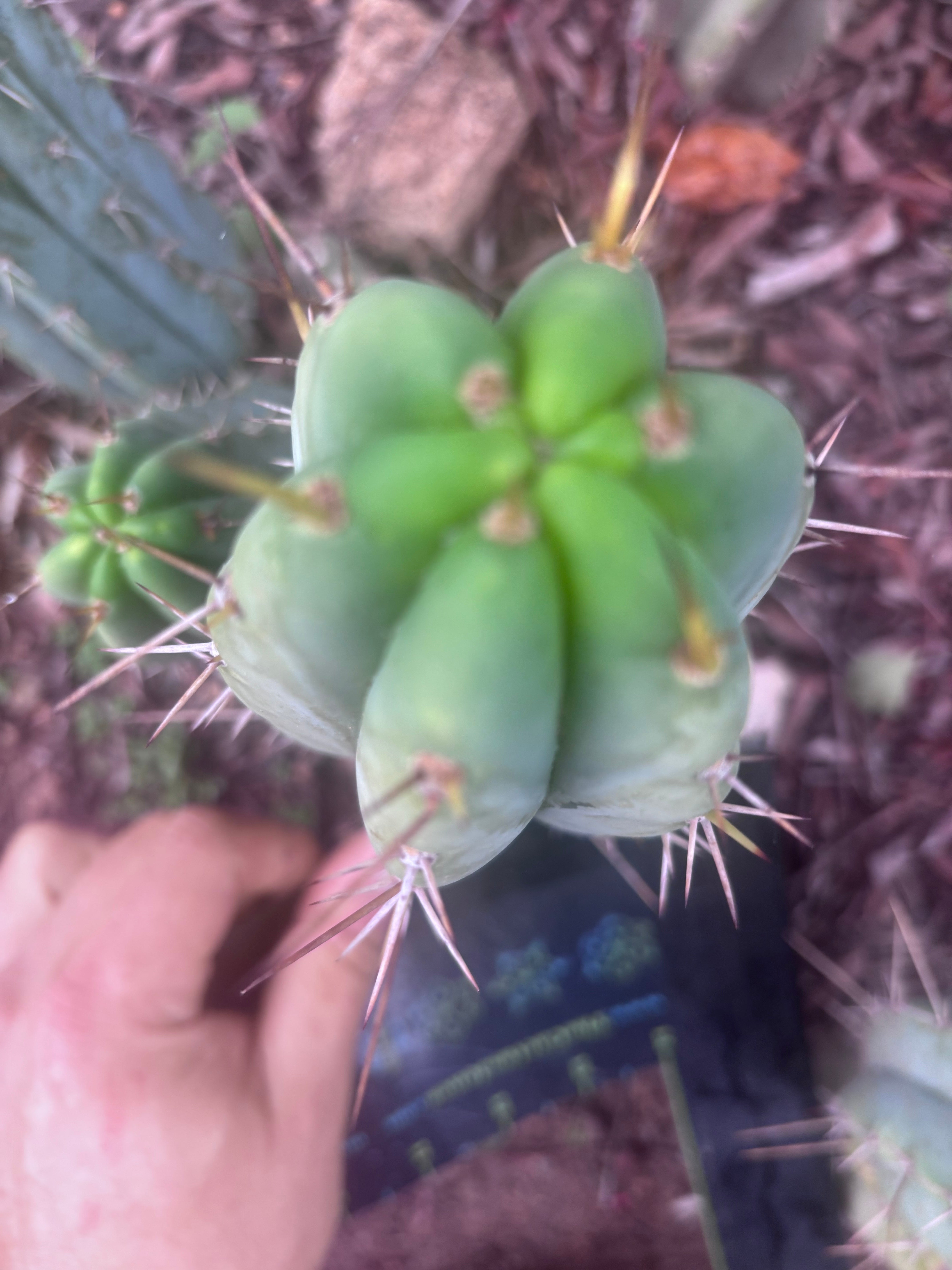 👑🌶️🌶️ Pala Again — 7” Tip