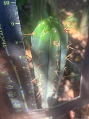 👑🌶️🌶️ Pala — 9” Tip Again