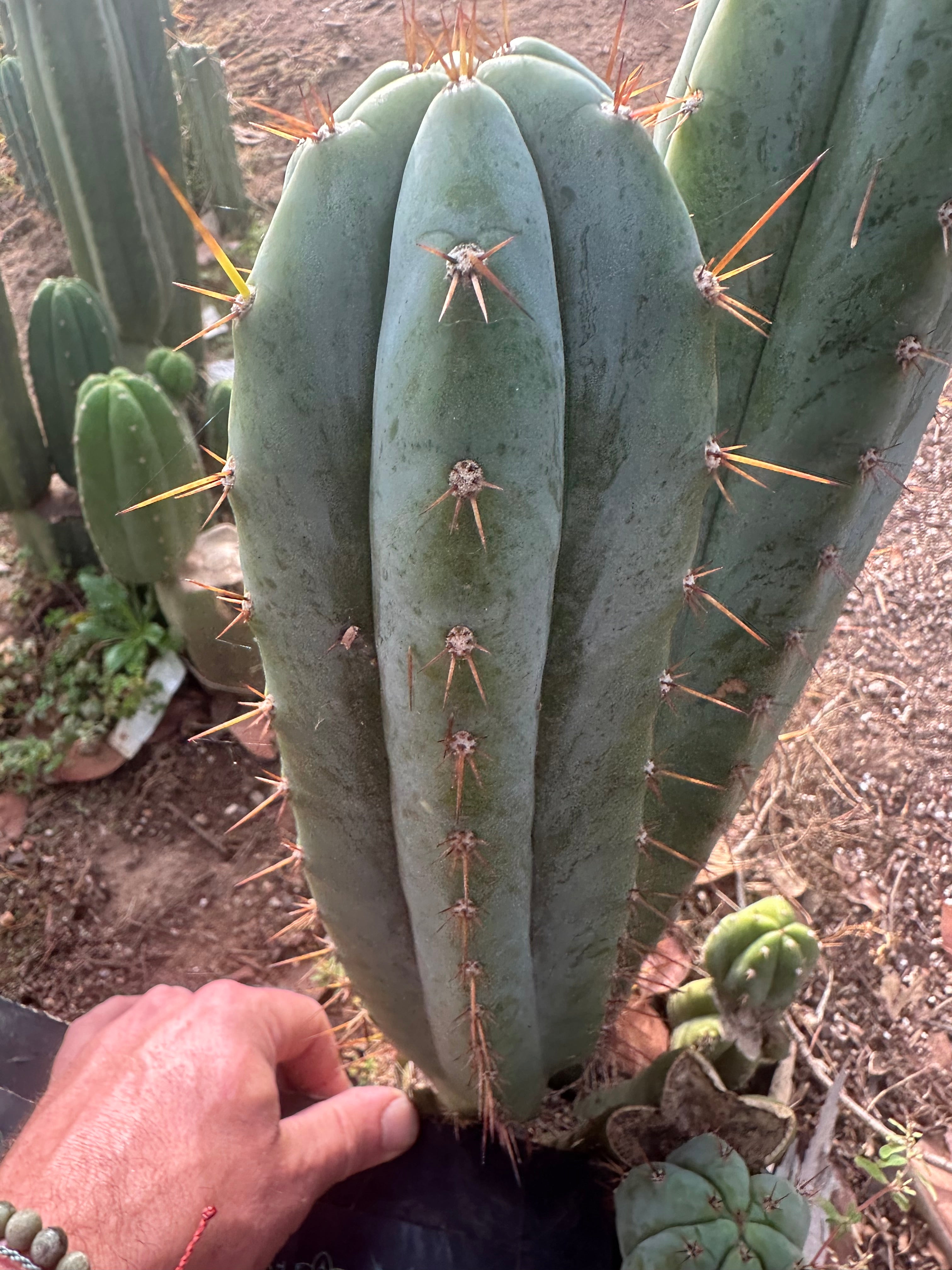 👑🌶️ Kimnach — Chonky 12” Pup