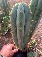 👑🌶️ Kimnach — Chonky 12” Pup