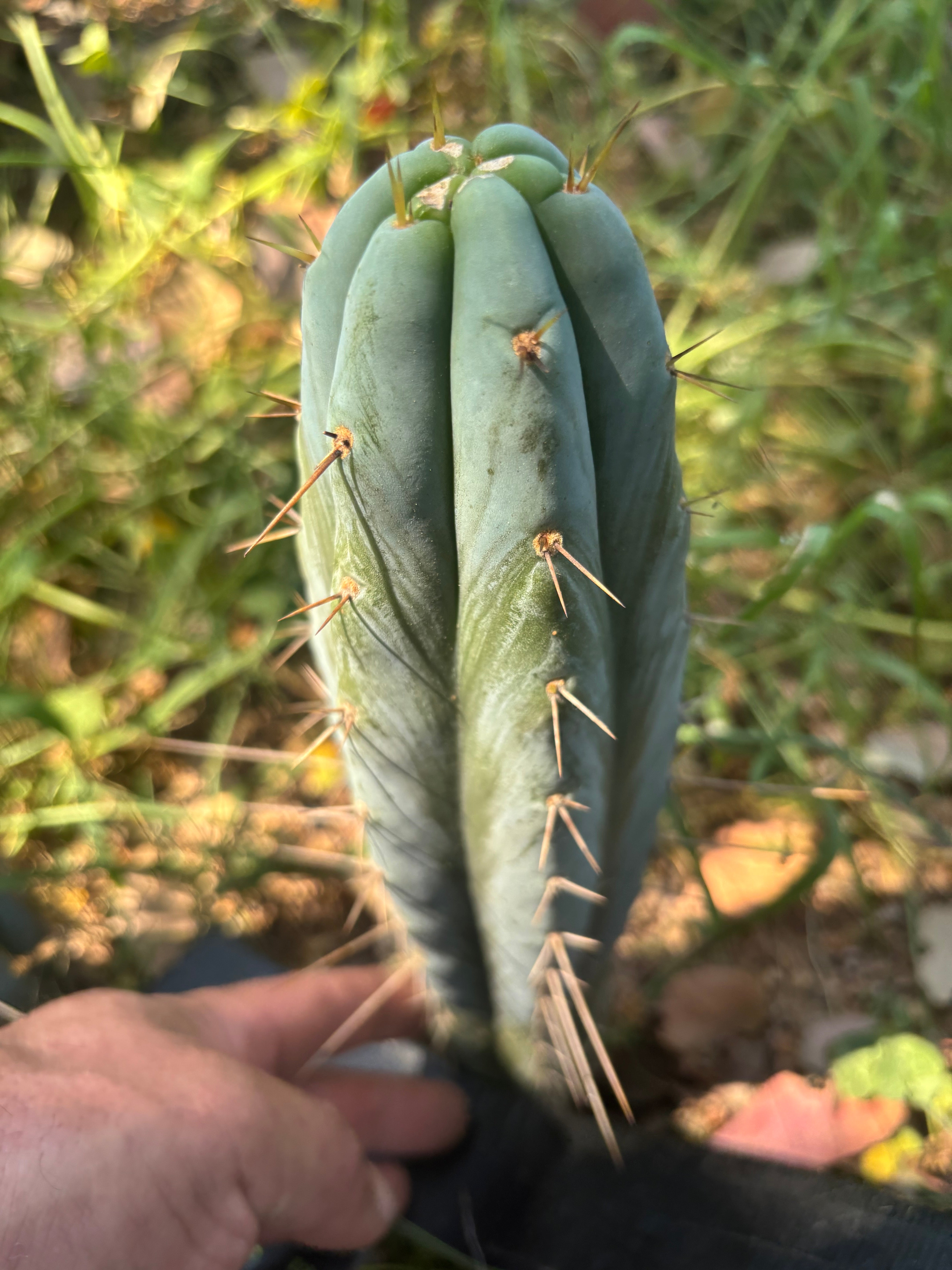 👑🌶️ Bluejones  — 8” Tip