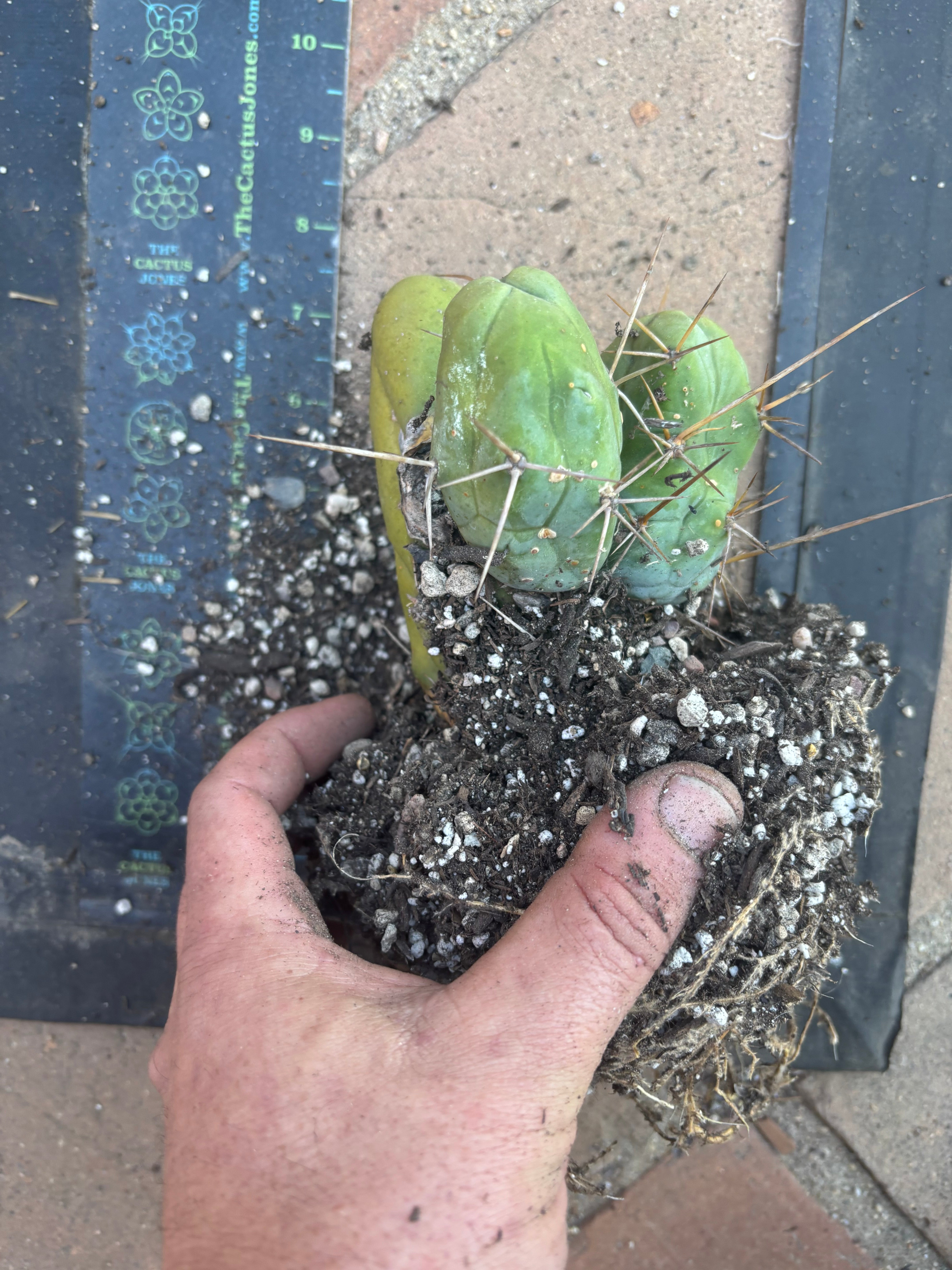 👑🌶️🌶️  TBM Clone B — Fully Rooted