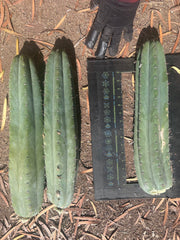 🌶️ JJOP — XL 15” Pups