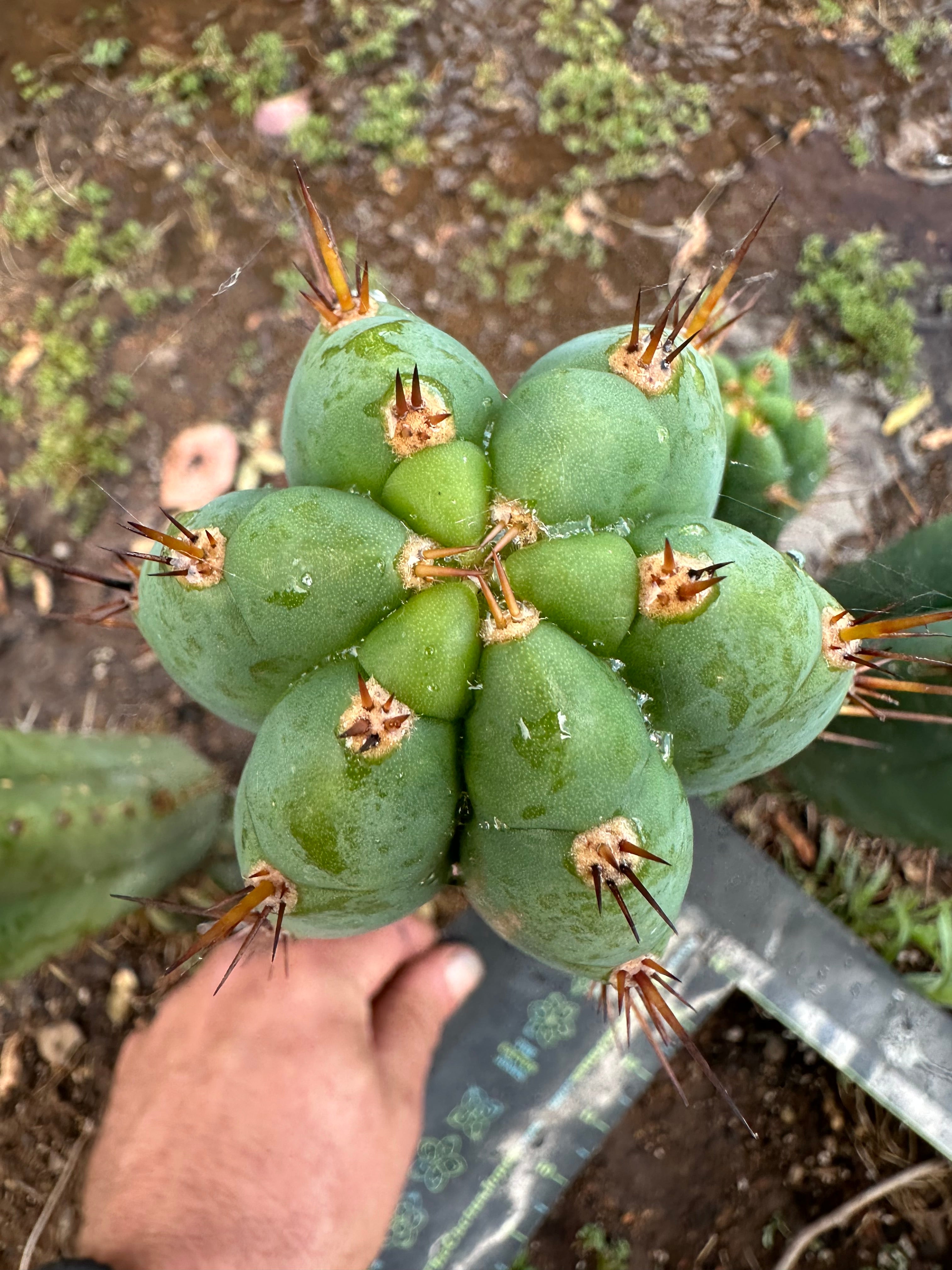 👑💎🌶️ Kimnach — Perfect 10” Tip