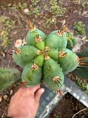 👑💎🌶️ Kimnach — Perfect 10” Tip