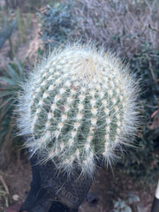 💎 Custom Order for Ty K