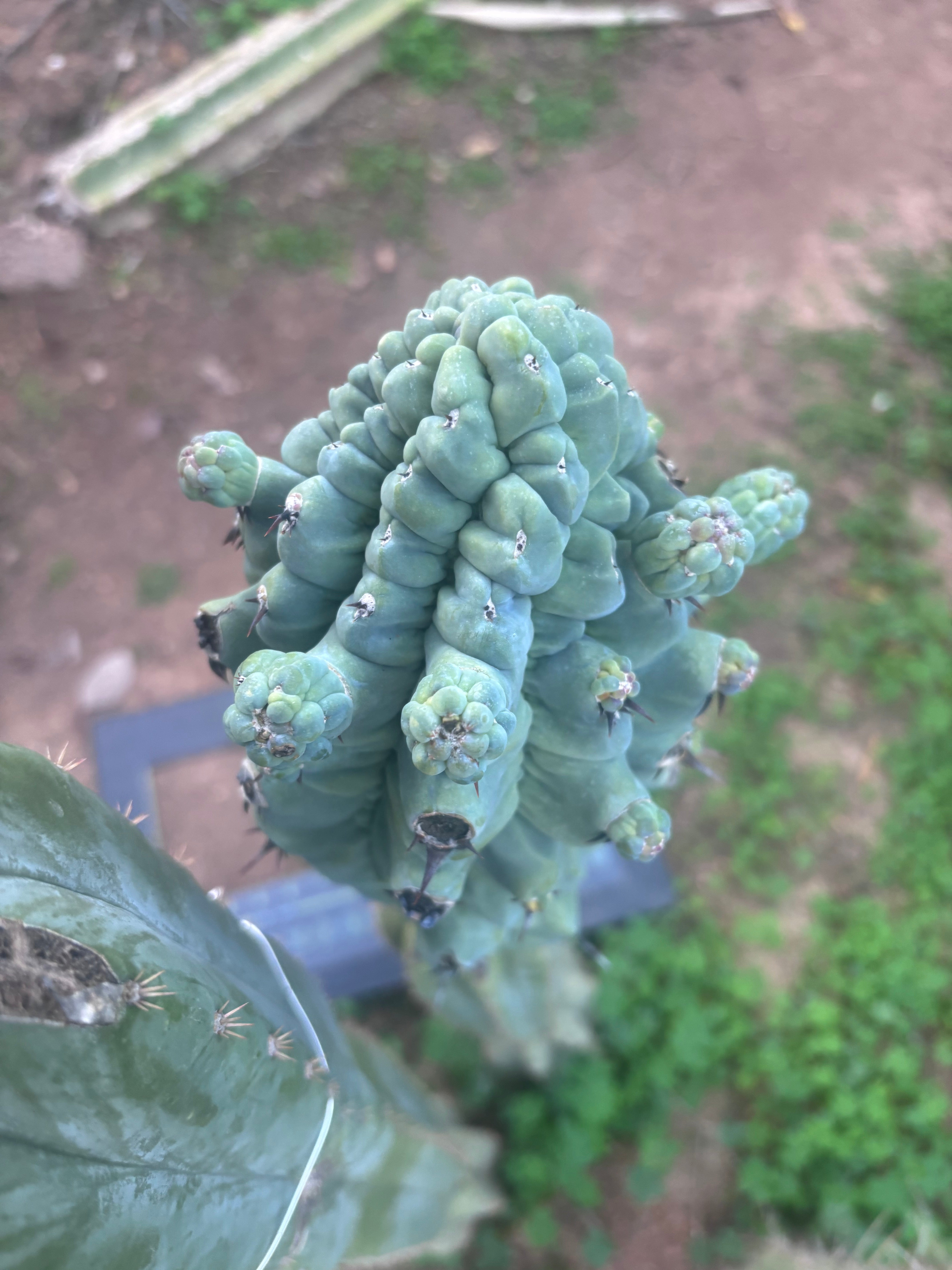 💎👑💎 Glorp — XXL Pupsplosion Graft (Re-Listing)