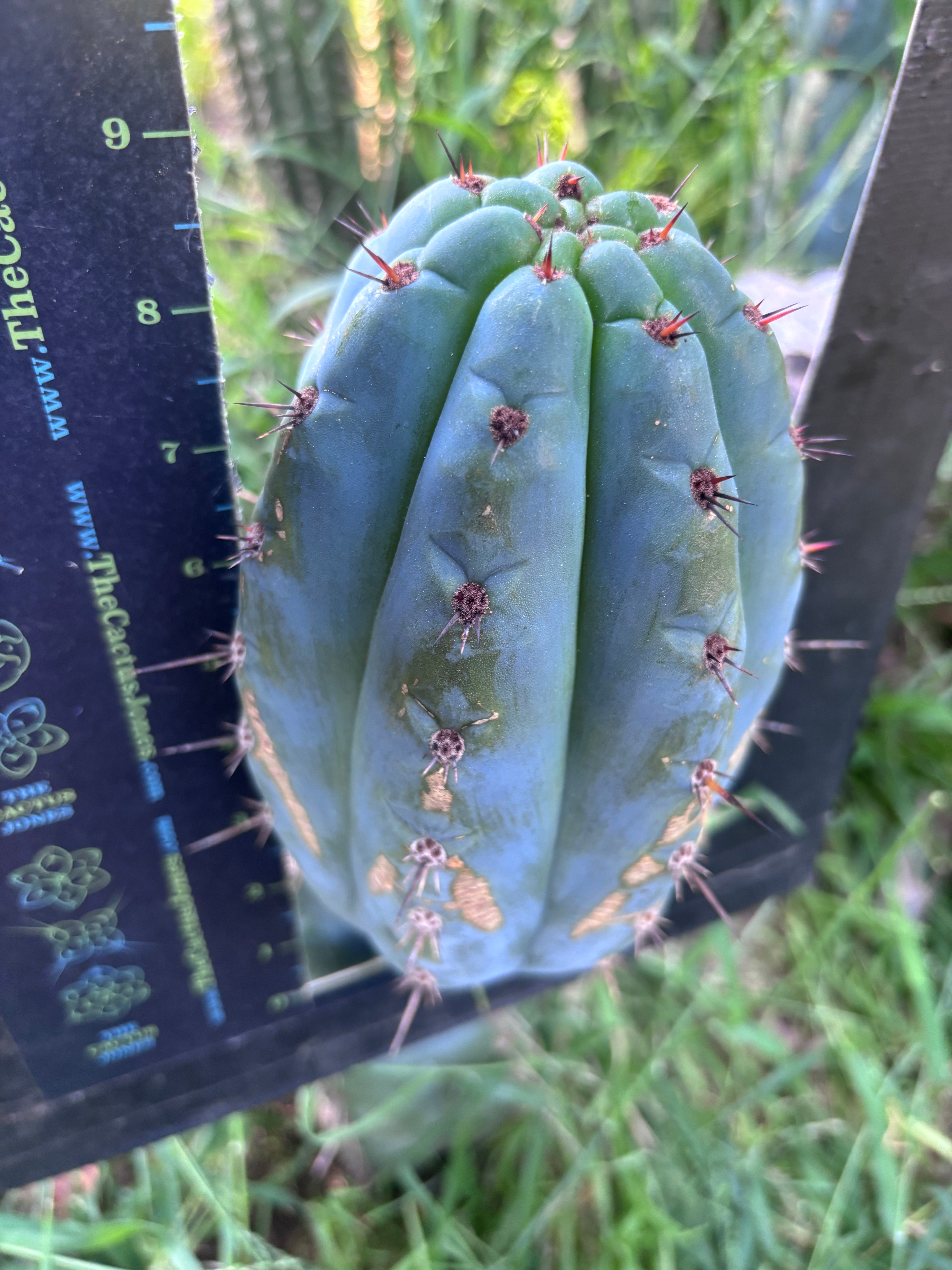 💎👑 Papa Smurf — FAT 9” Pup