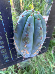 💎👑 Papa Smurf — FAT 9” Pup