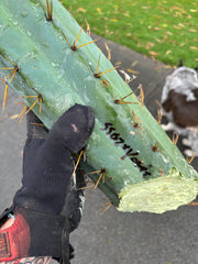 💎🌶️ SS02 x Yowie  — Massive 11” Tip