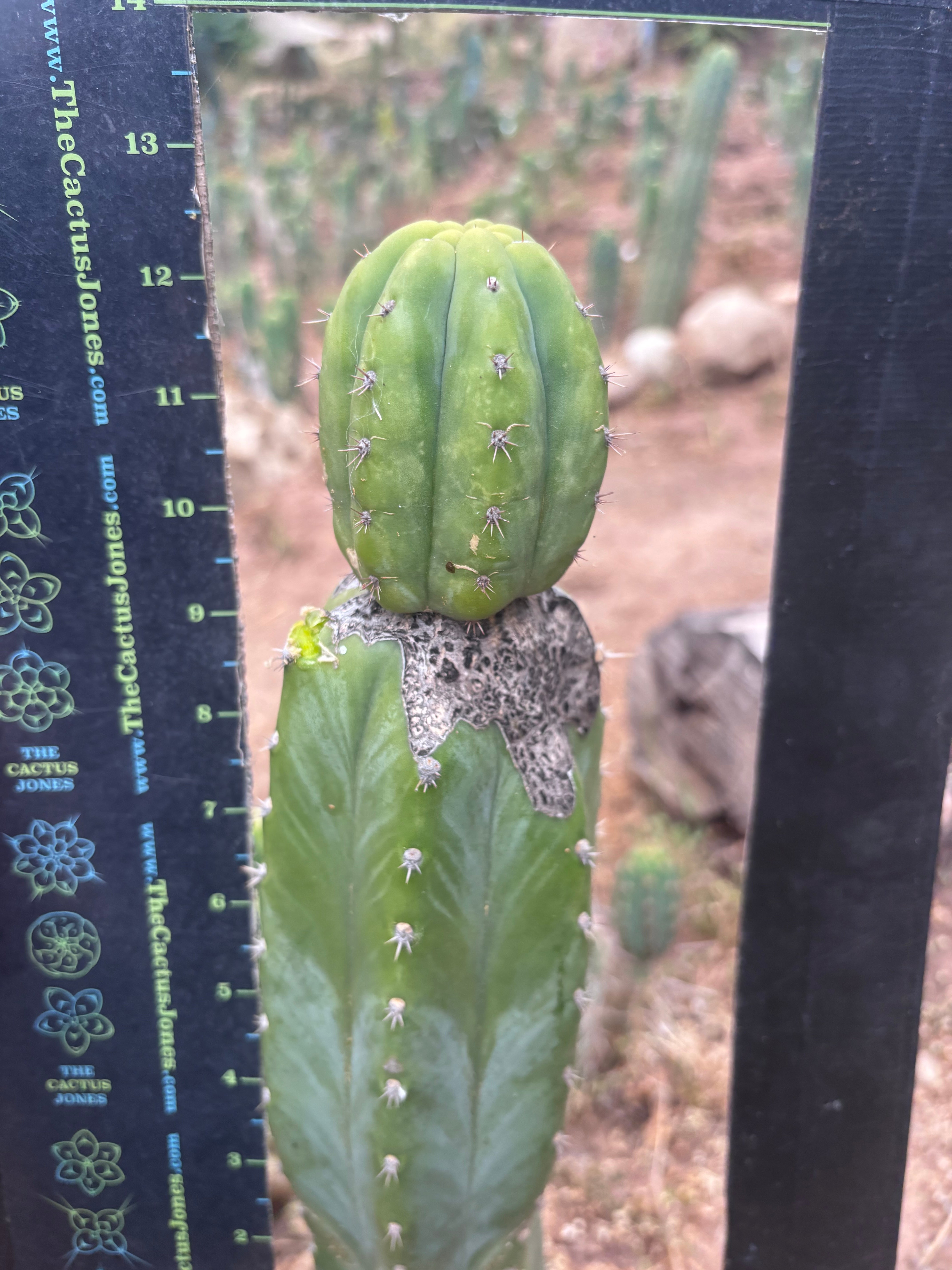 👑🌶️🌶️ KR04 — Established Tip Graft