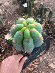 👑🌶️ Los Gentiles—  10” Tip