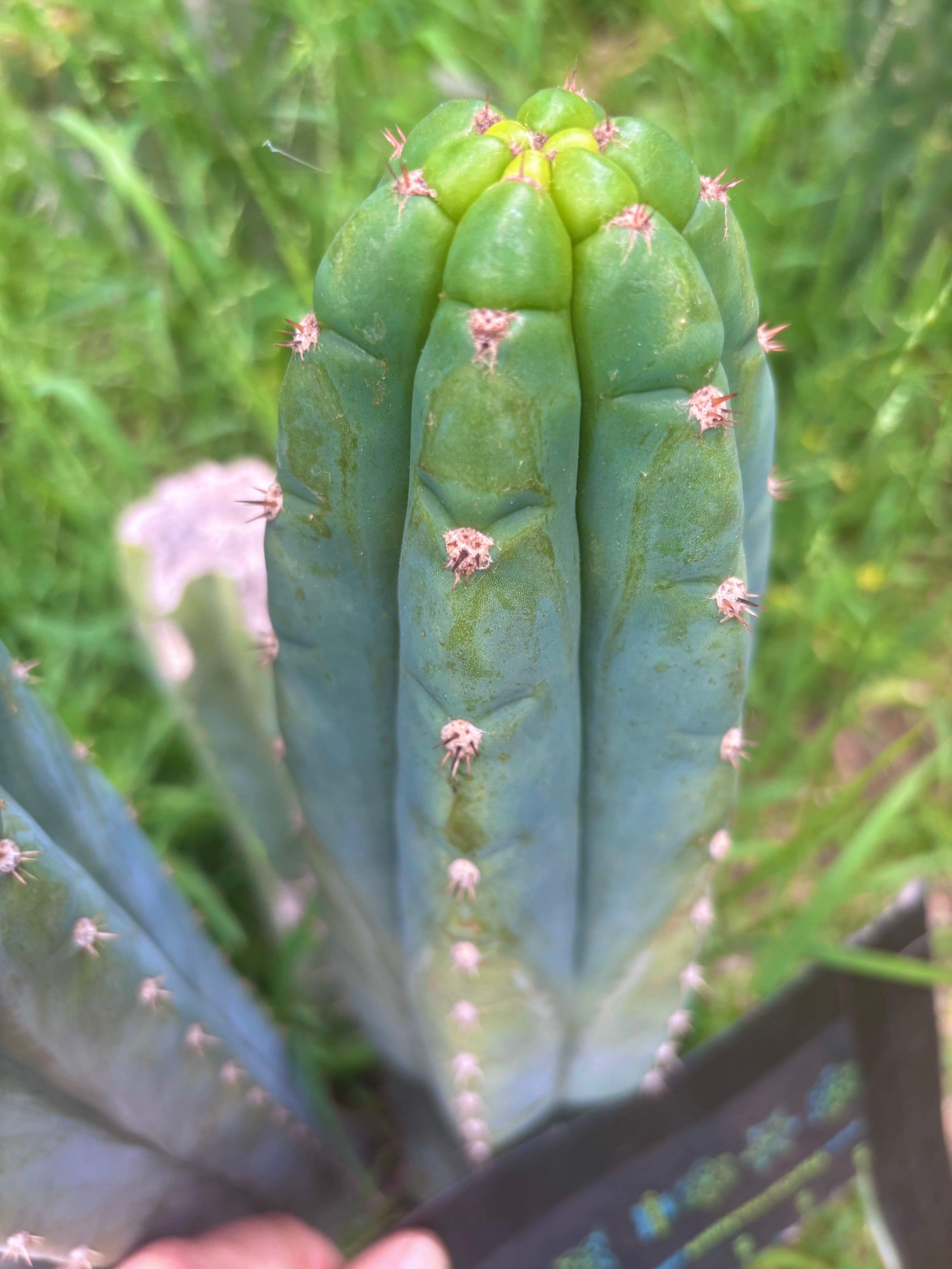 👑 Gene’s Driveway — 10” Tips