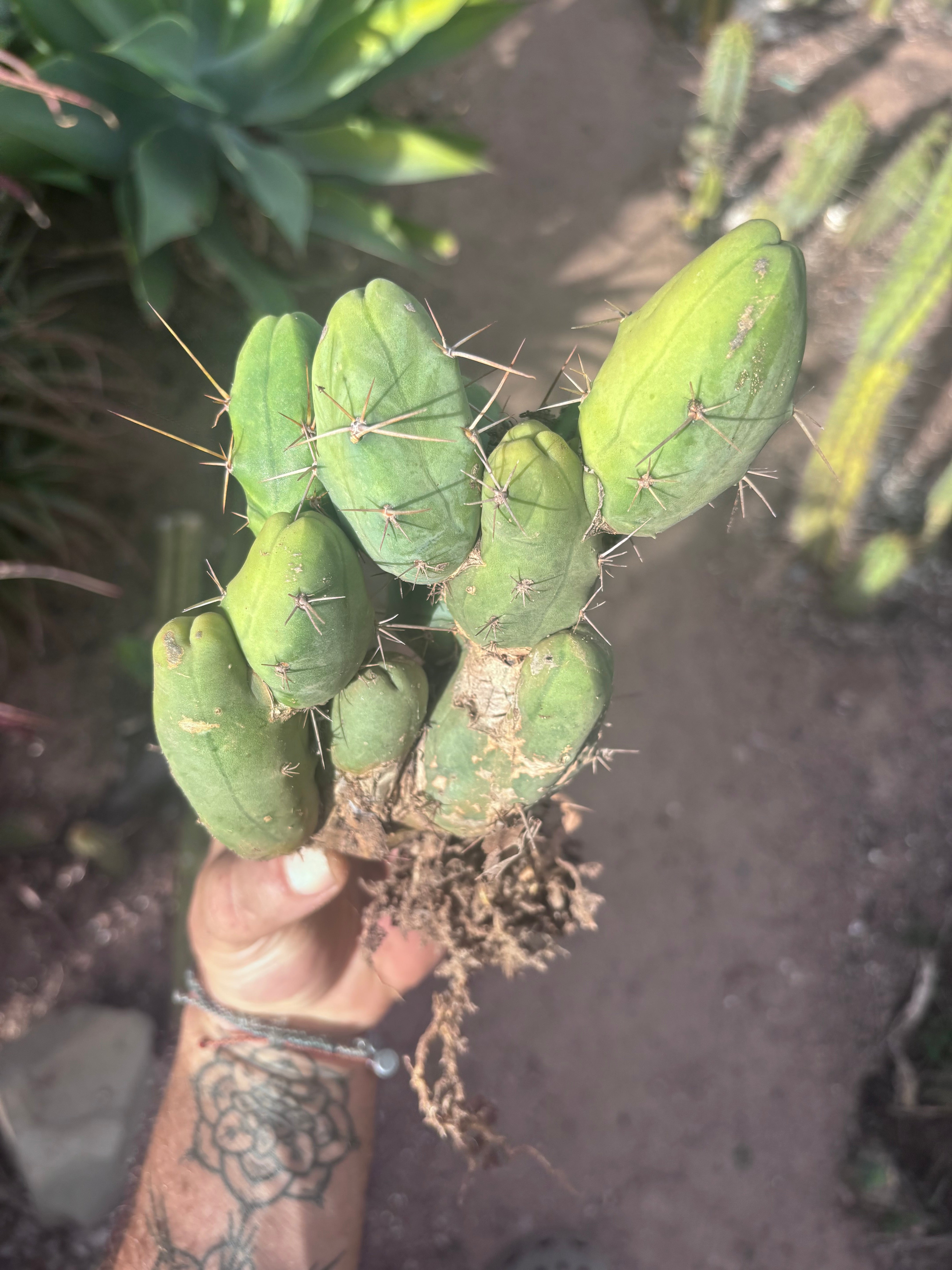 👑🌶️🌶️  TBM Clone B — Fully Rooted