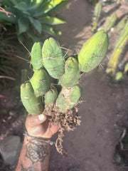 👑🌶️🌶️  TBM Clone B — Fully Rooted