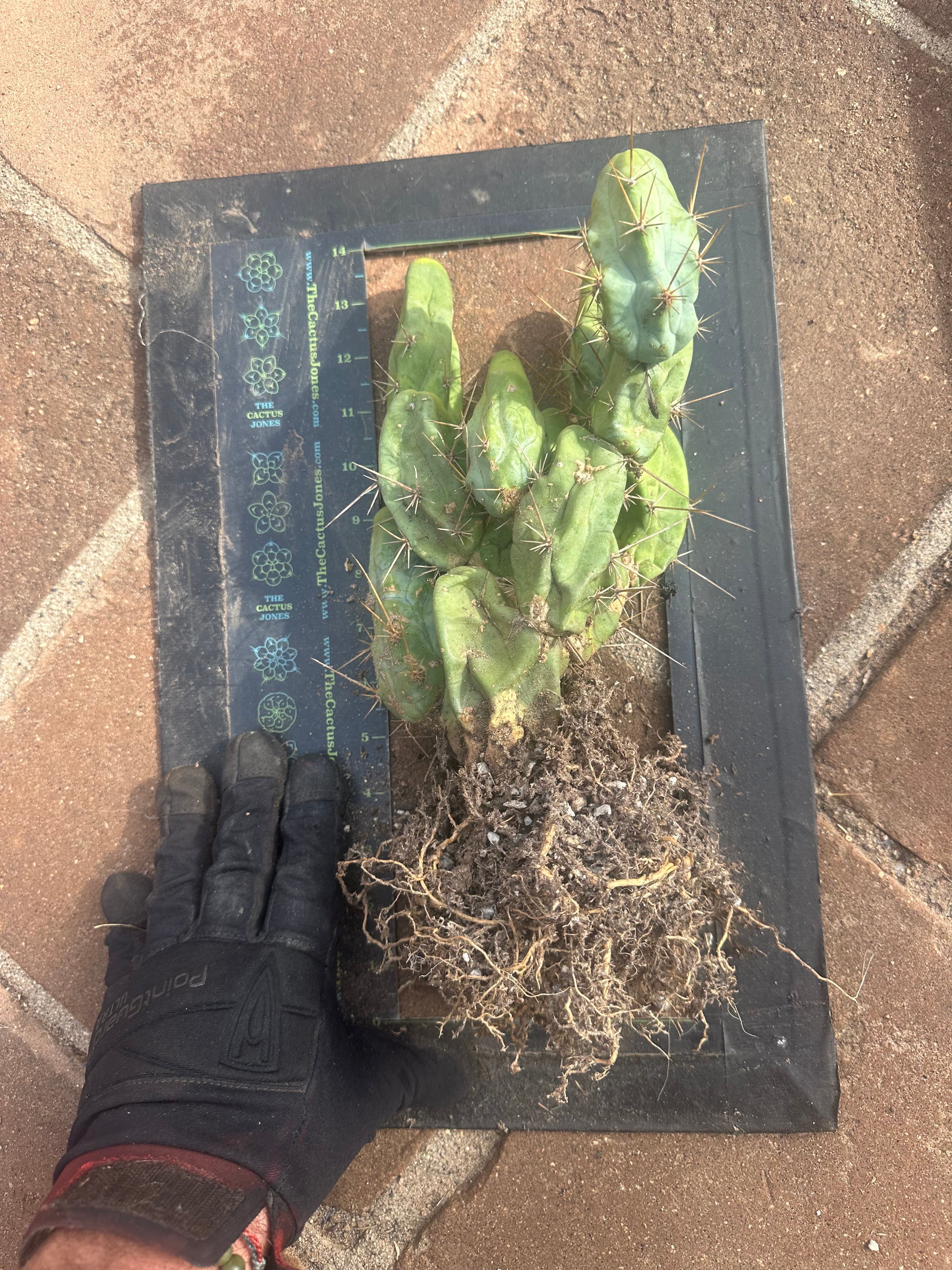 👑🌶️🌶️  TBM  — XXL Rooted Cluster