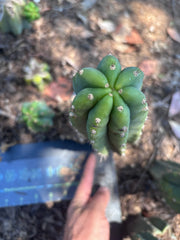 👑🌶️🌶️ Landfill — Another 10” Pup