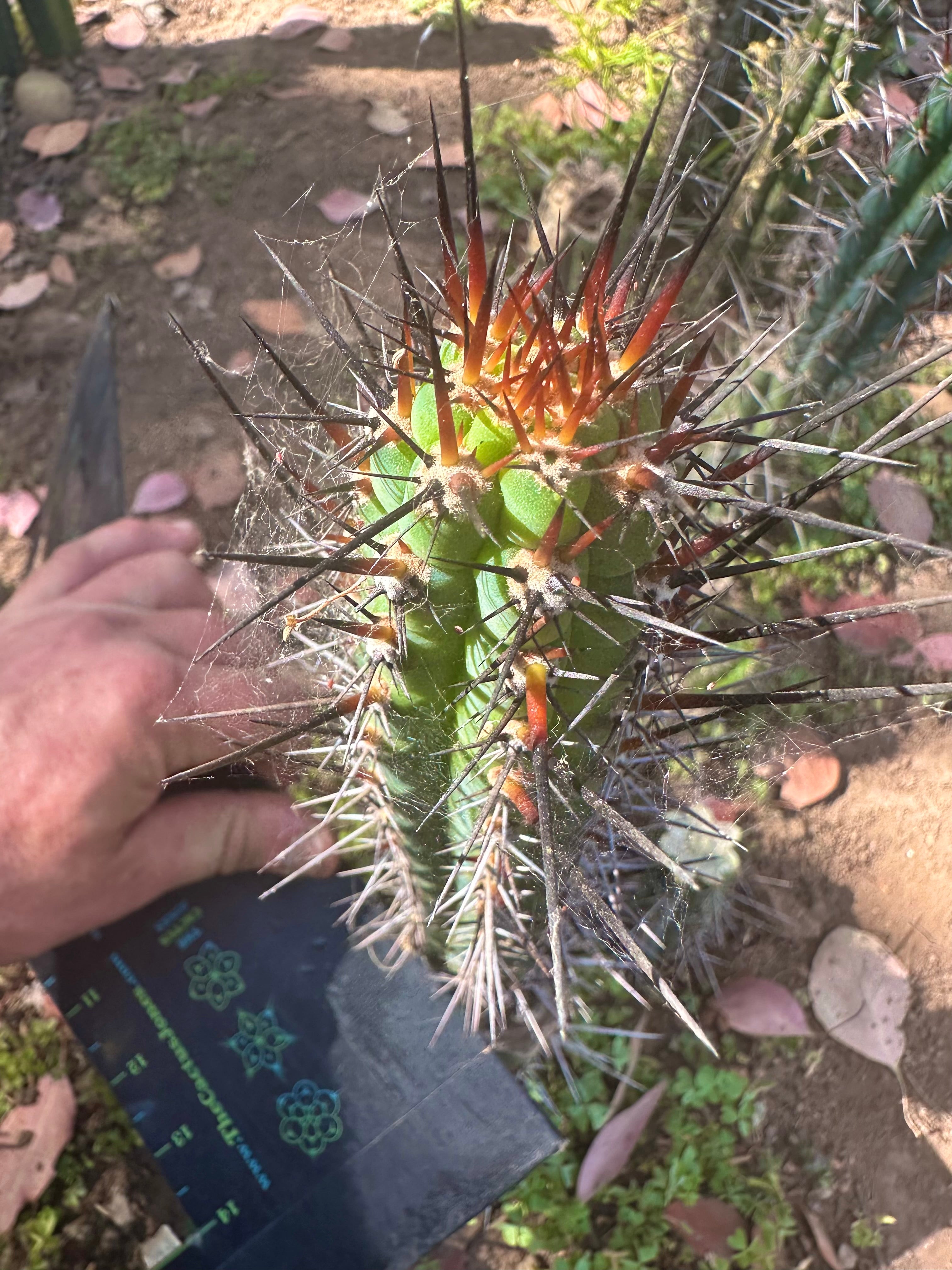 👑 SS04 — 10” Pup