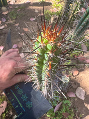 👑 SS04 — 10” Pup