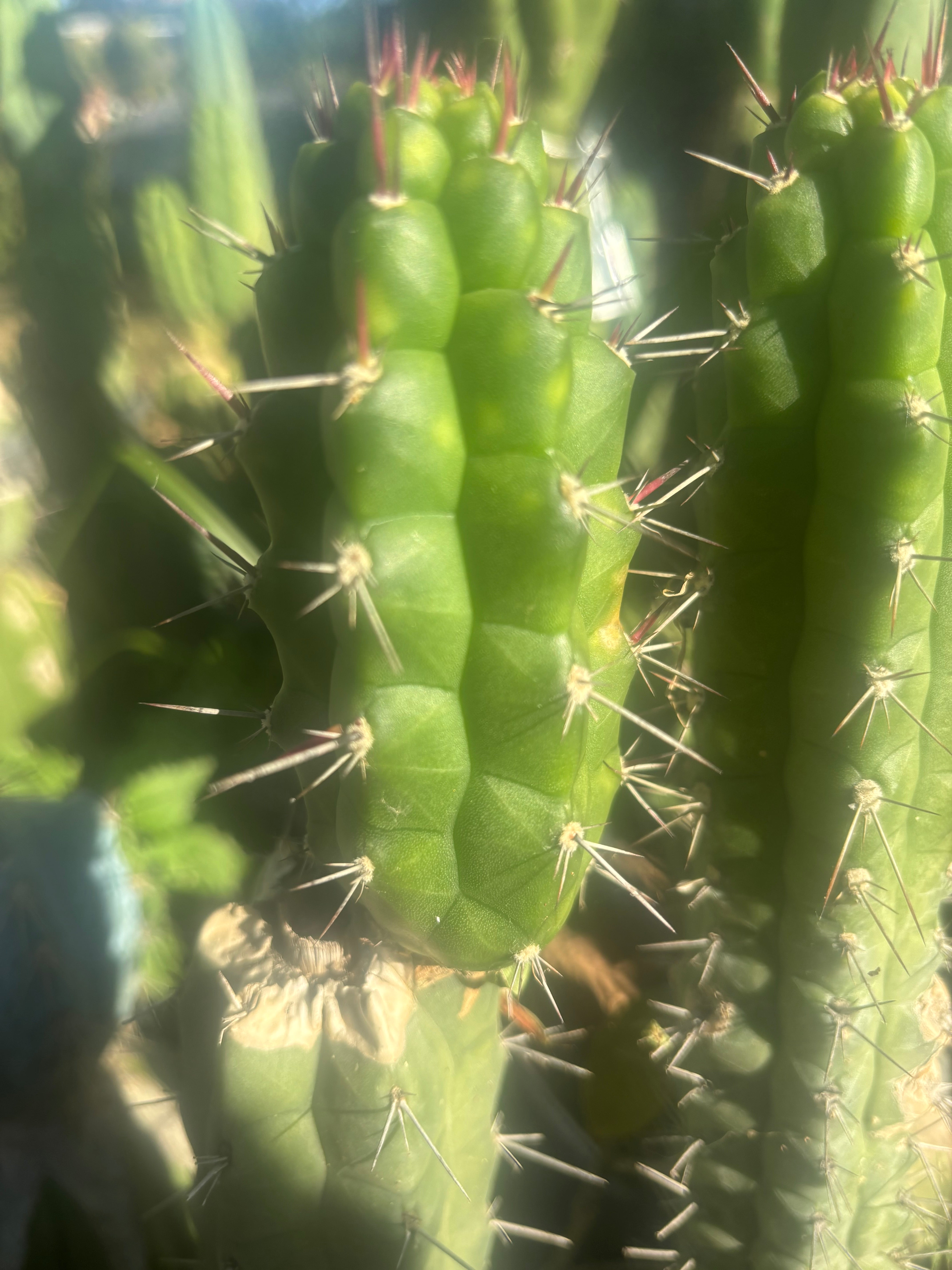 💎👑 Rauhocereus Riosaniensis — 9” Tip