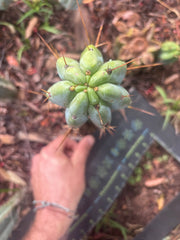 👑🌶️🌶️ Pala — 9” Tip