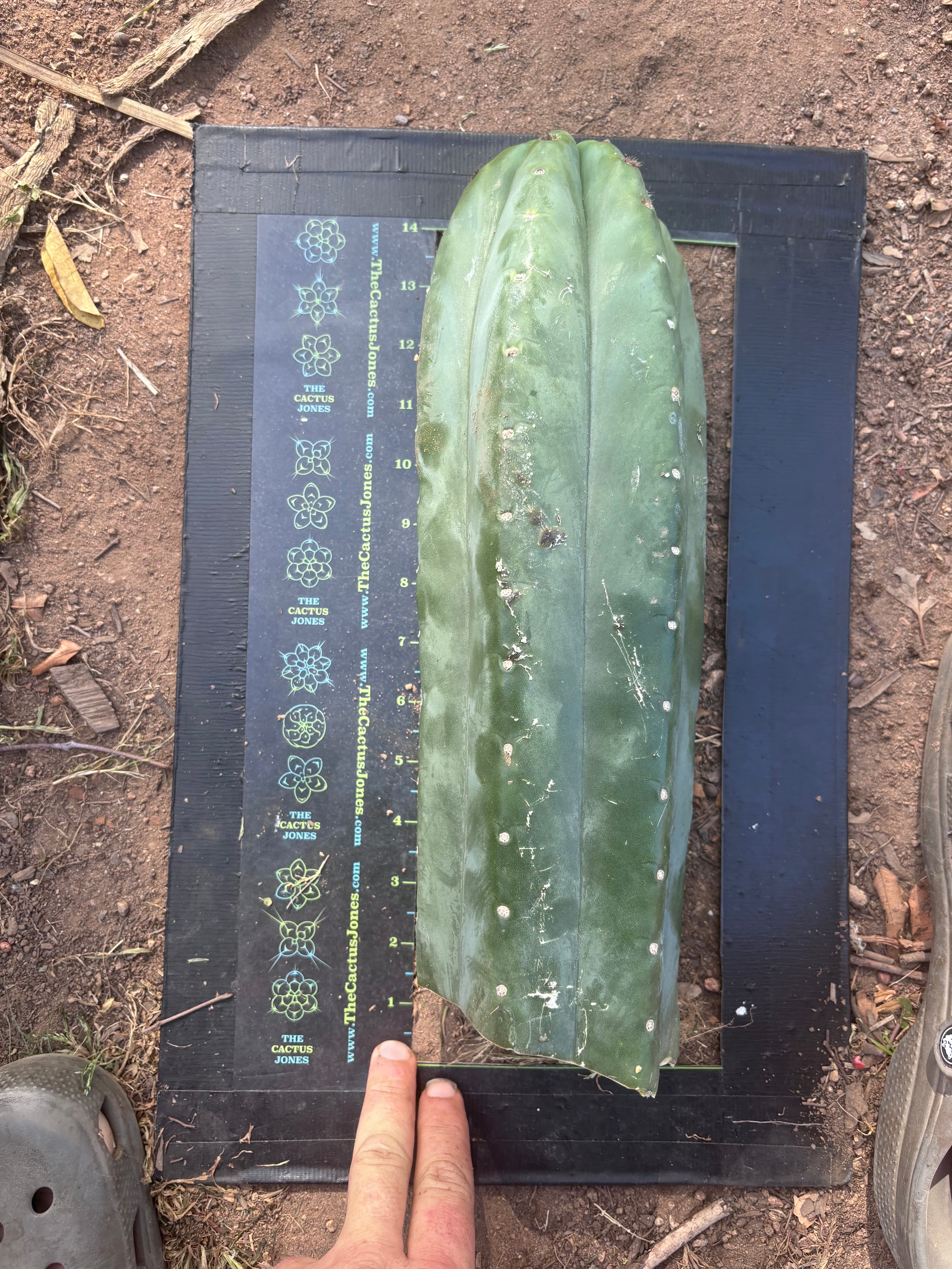 👑🌶️ Pierre — XL Magnum 14” Tip