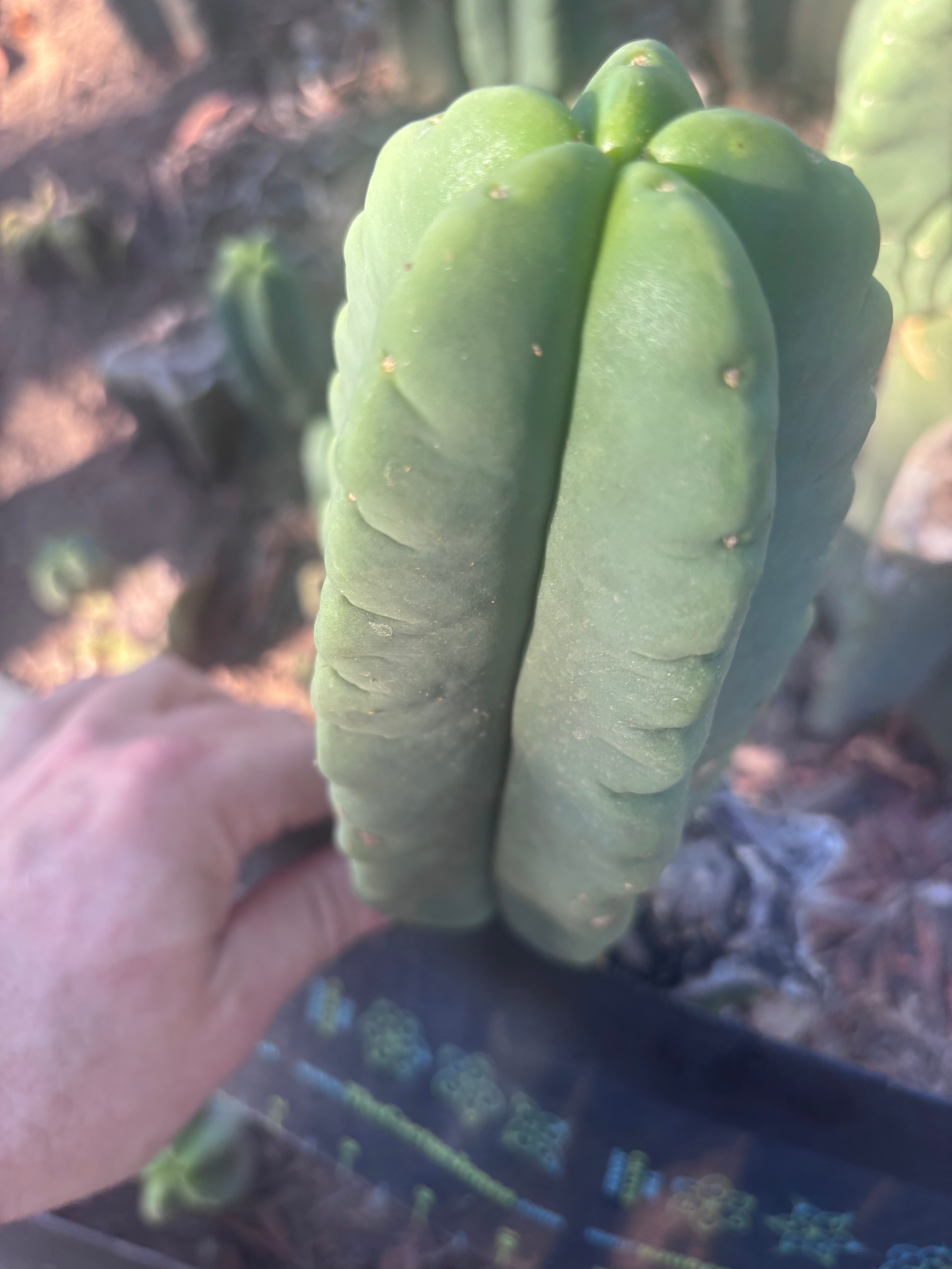 💎👑💎🌶️ Ferah — 8” Pup