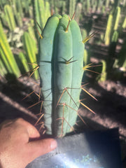 👑🌶️ Basement Shaman — 9” Tip