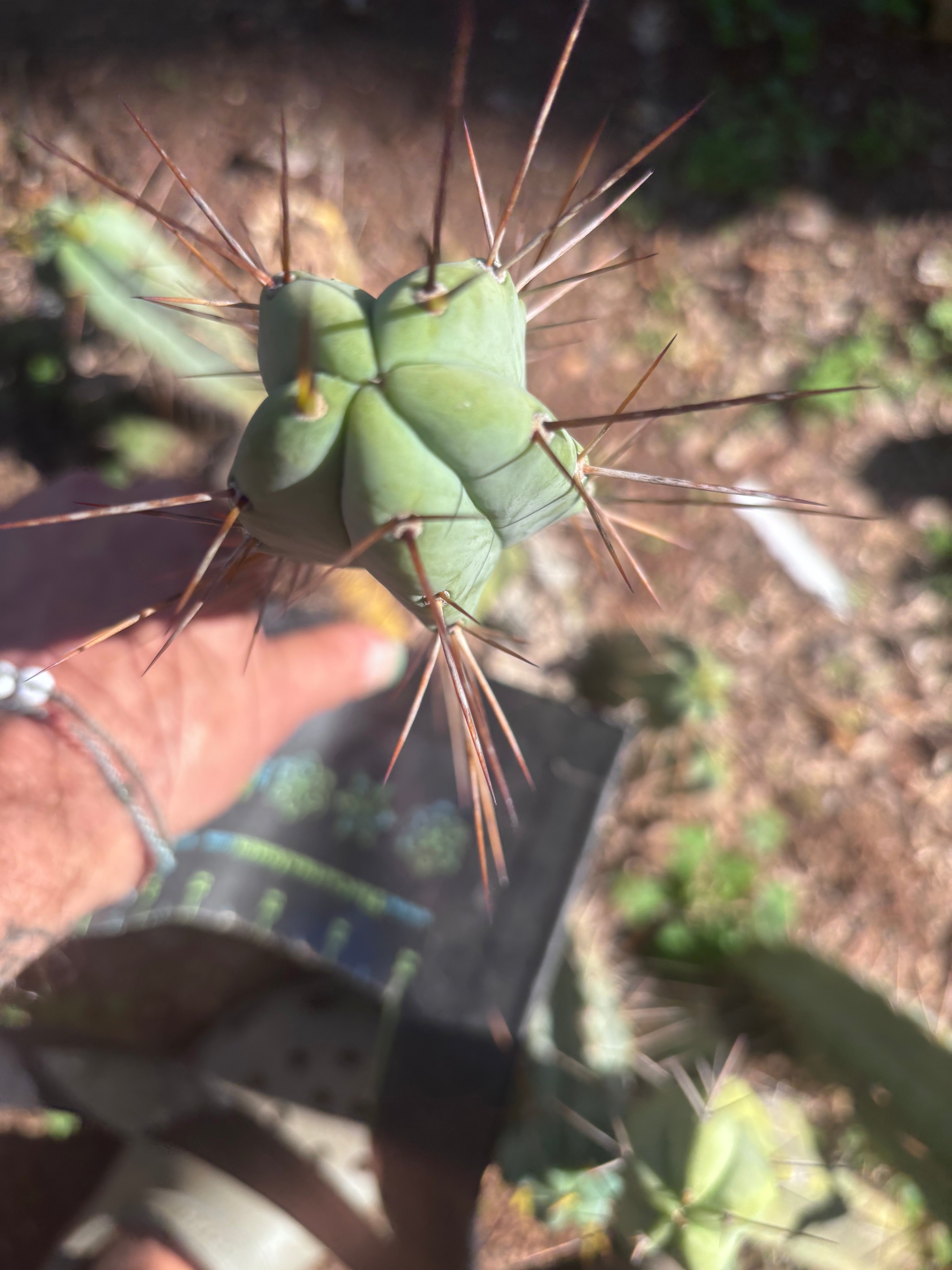 👑🌶️🌶️ Dulzura — 10” Tips (Restocked)