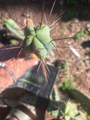 👑🌶️🌶️ Dulzura — 10” Tips (Restocked)