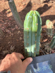 👑🌶️🌶️ Pala! — 8” Tip