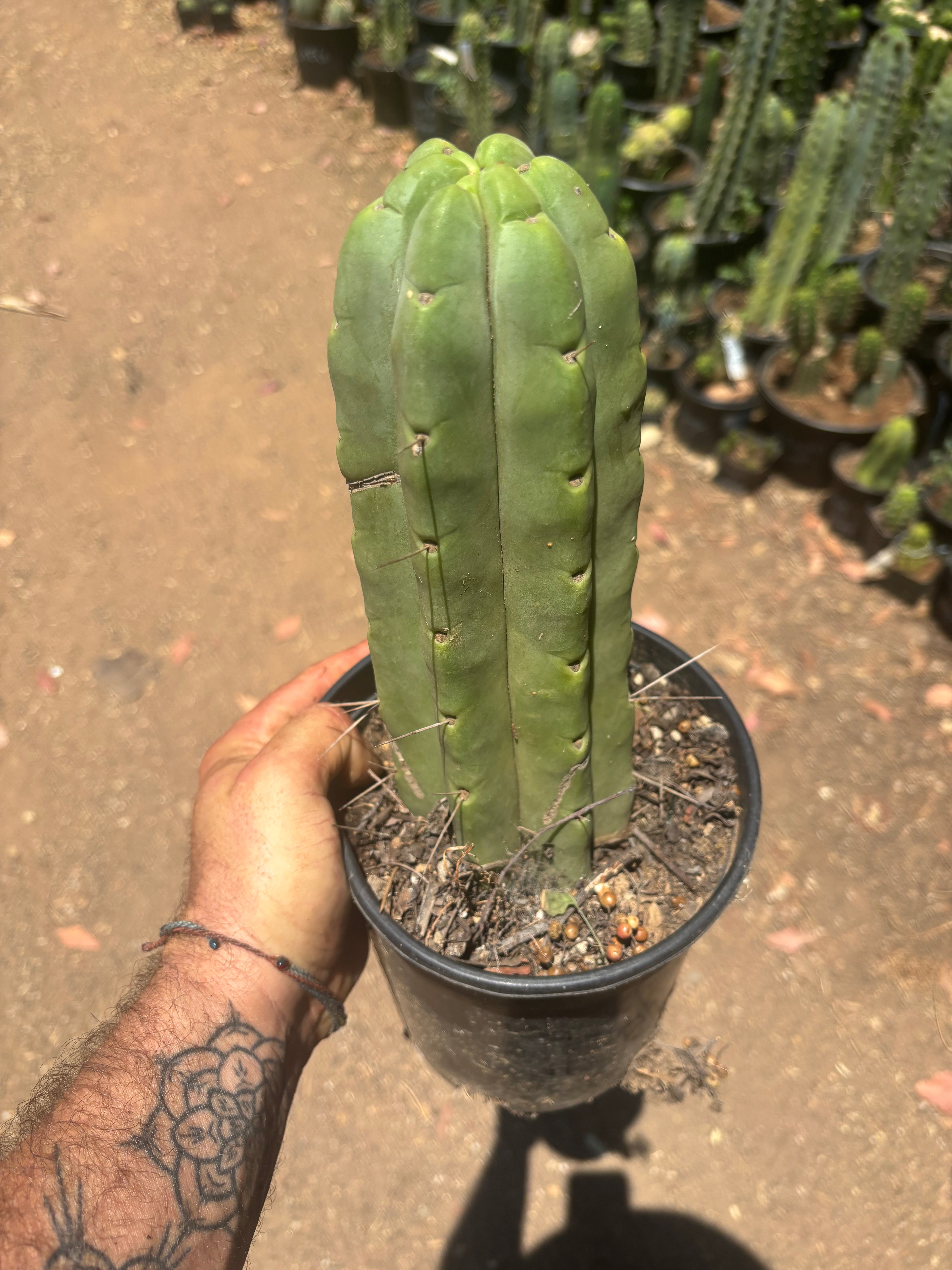 👑🌶️🌶️  Jiimz Twin — FAT Rooted 11” Tip
