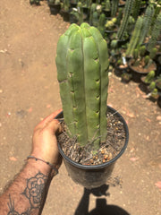 👑🌶️🌶️  Jiimz Twin — FAT Rooted 11” Tip
