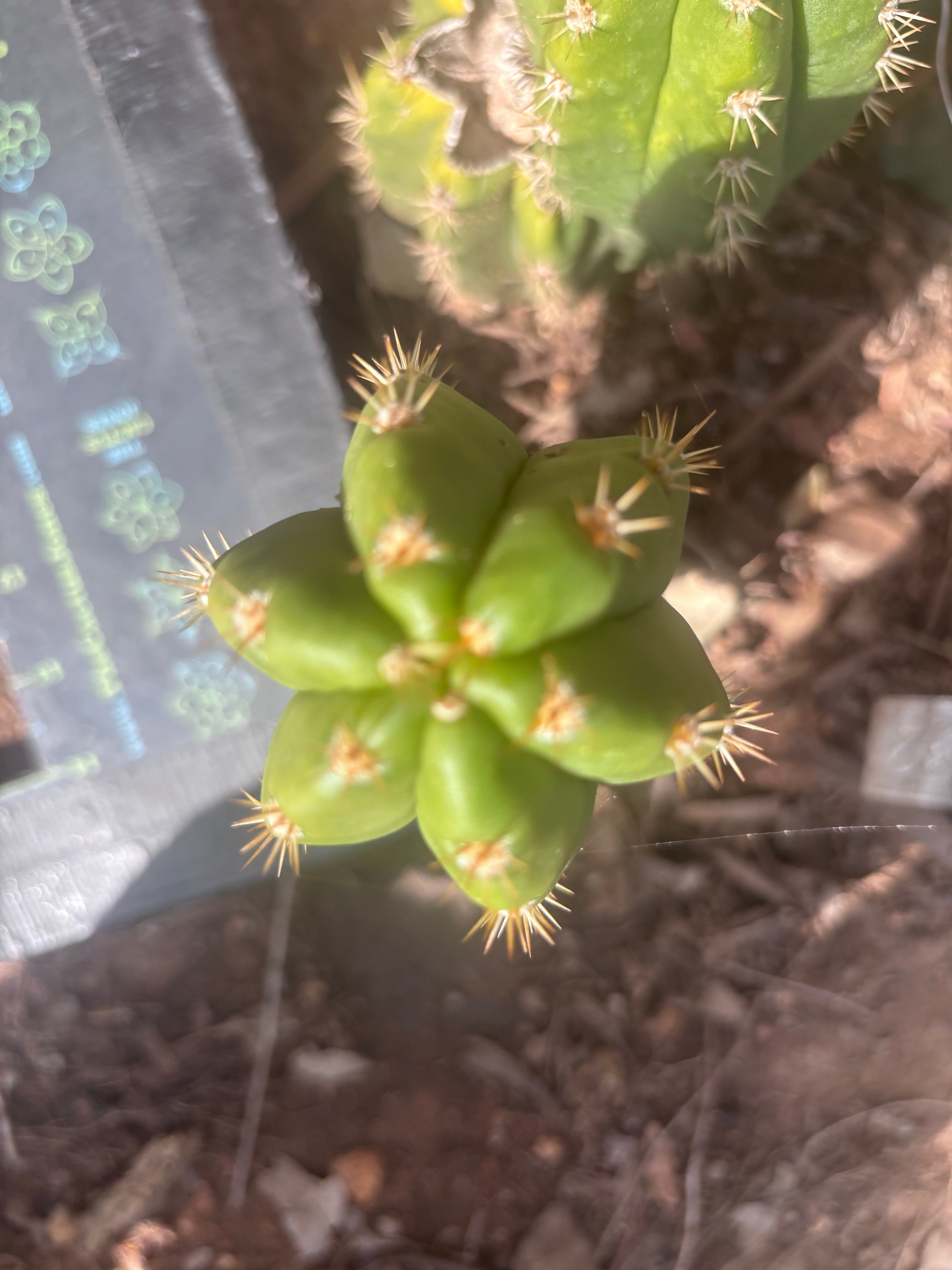 💎👑💎🌶️ CareBear — 6” Pup