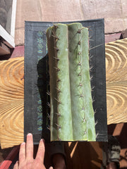 💎👑🌶️ CGG — Massive 15” Mid