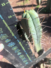 👑🌶️🌶️ Dulzura — 10” Tips (Restocked)