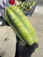 👑🌶️ Tom Juuls Giant  — XL Thick 12” Tip