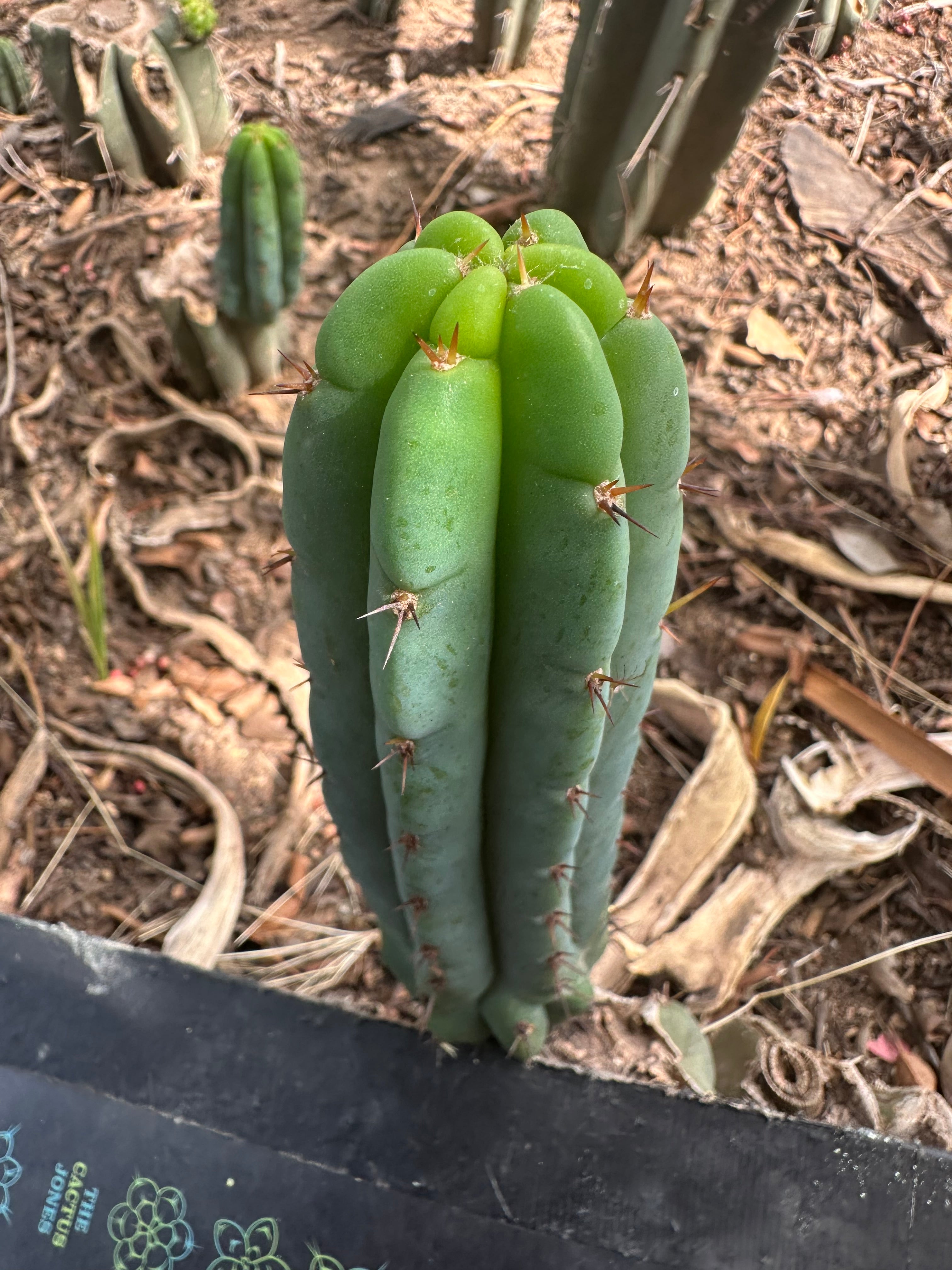 👑🌶️🌶️ Pala! — The Weekly Pup
