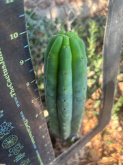 👑🌶️🌶️ KR04 — 10” Tip