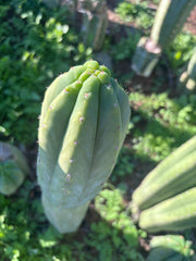 👑🌶️ Maipu — XL 13” Tip