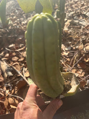 👑🌶️🌶️ Ogun — Another 9” Pup