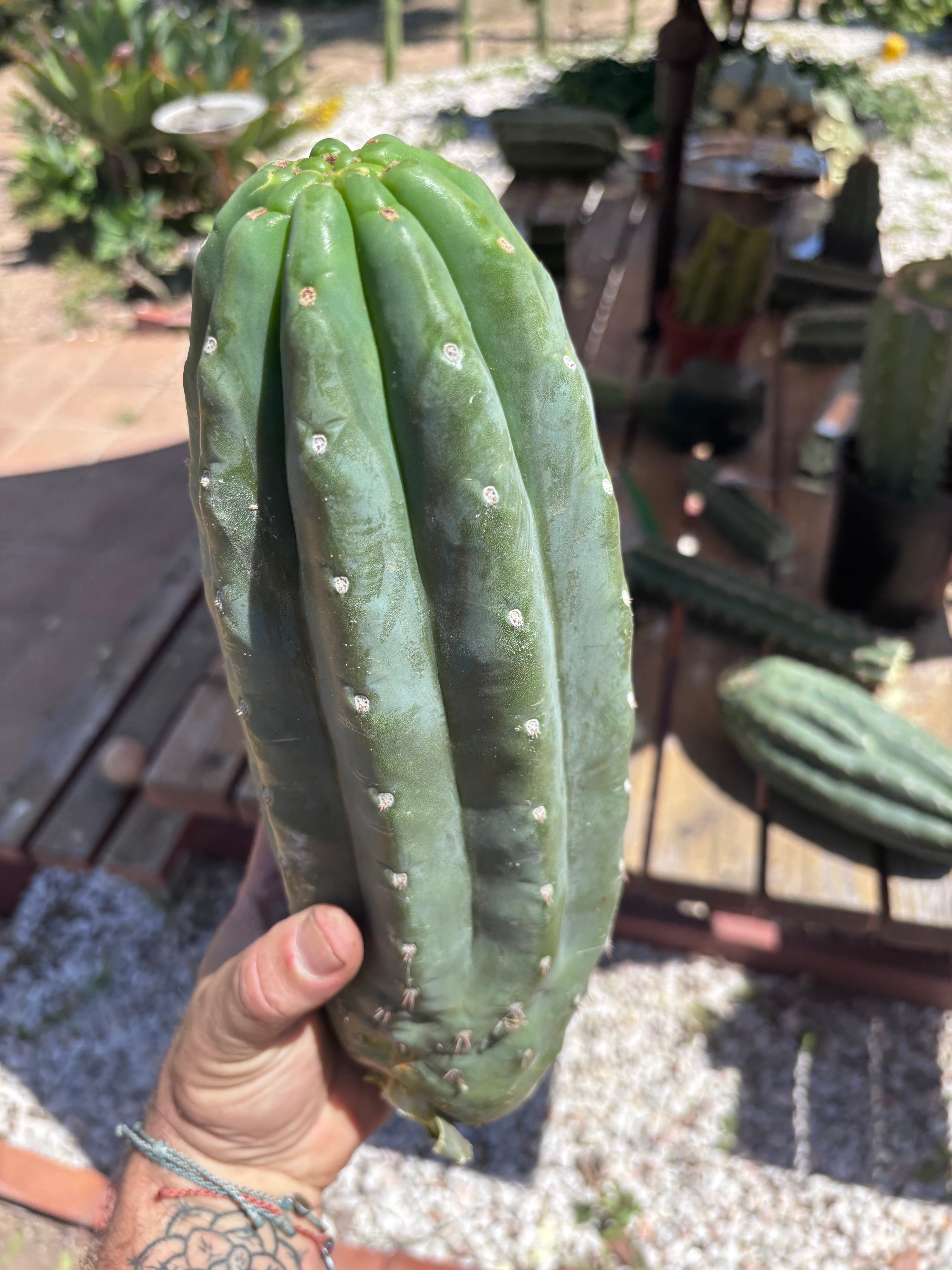 👑🌶️ Pierre — BEEFY 13” Pup