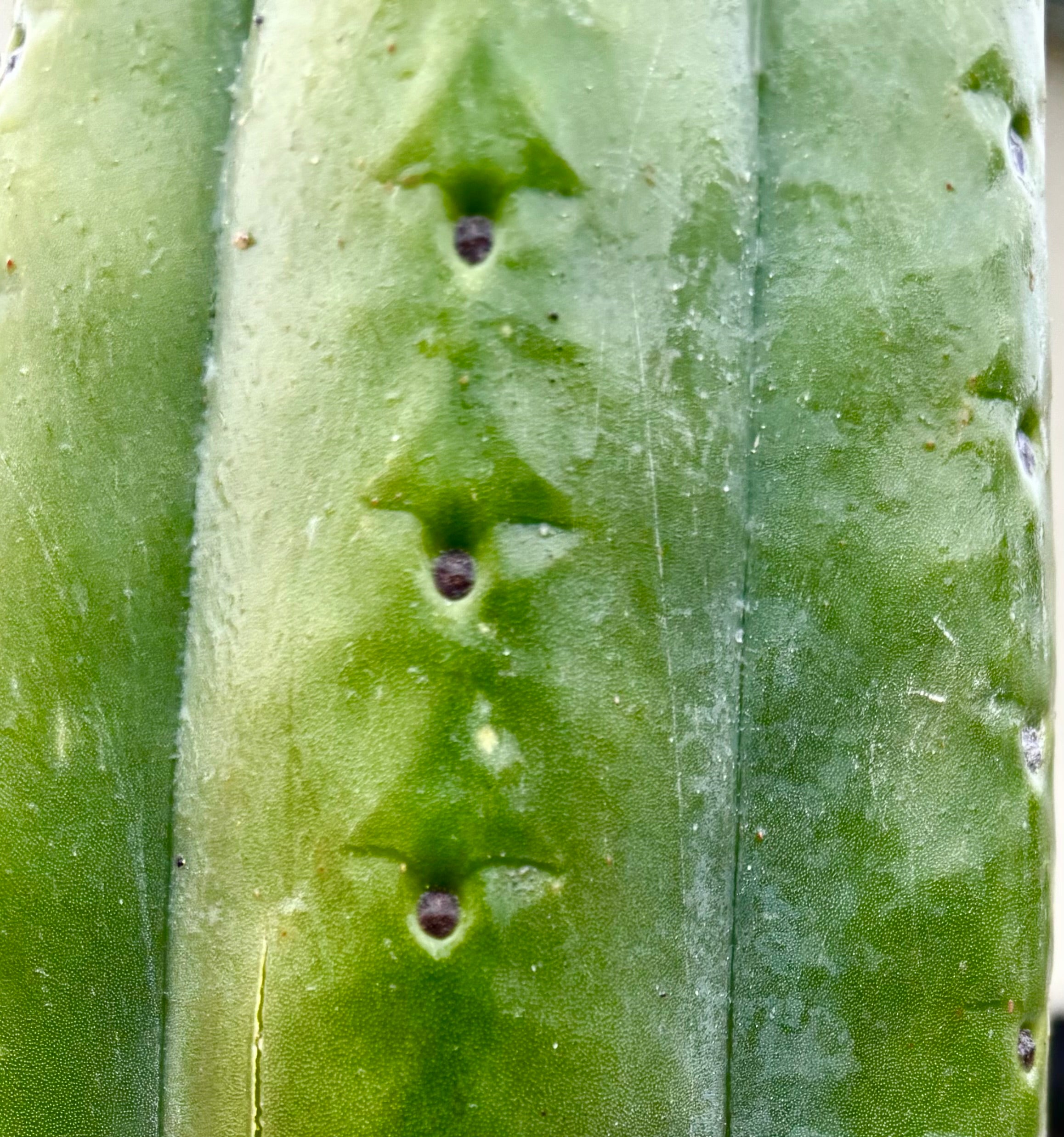 👑💎🌶️ The Fattest Soozy Ever Listed