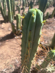 👑🌶️ Medicine Man — 13” Tip