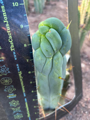 👑🌶️ Caballero — 9” Tip