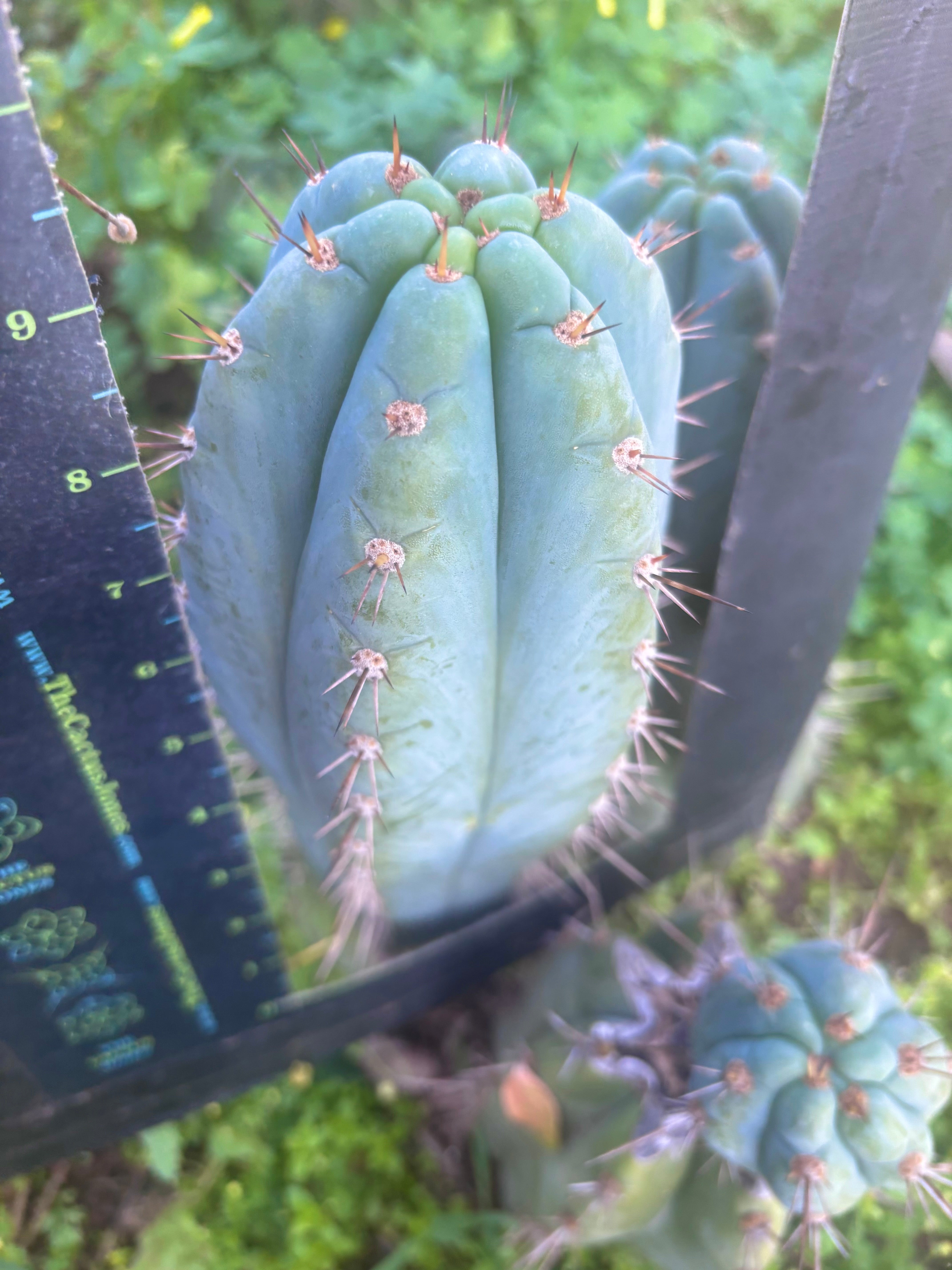 💎👑 Papa Smurf — FAT 9.5” Tip