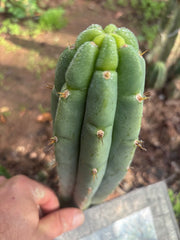 💎👑🌶️🌶️ Austy’s Bomb — 7” Tip