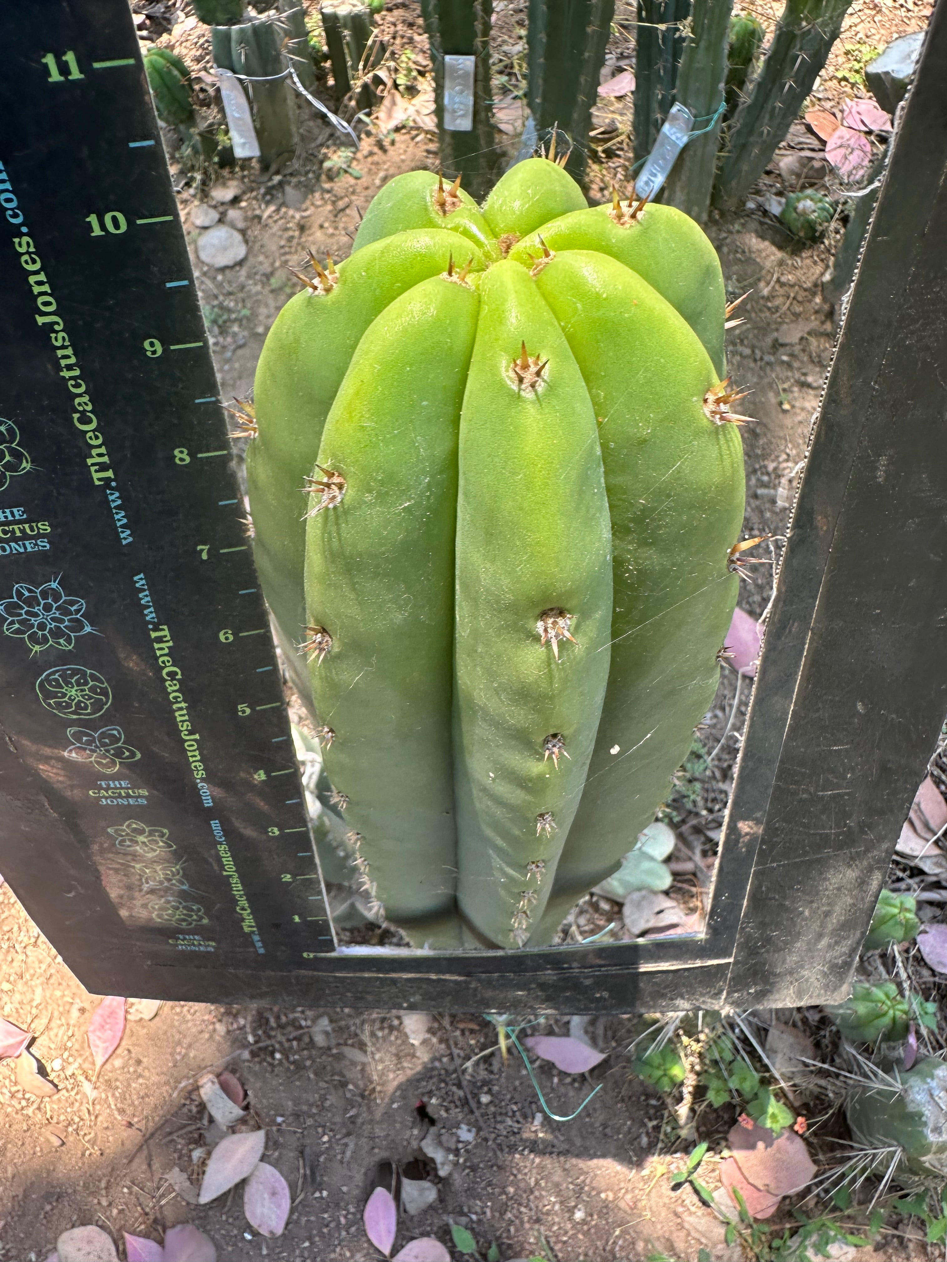 Bertha x Scop — *GIRTHY* 10” Tip